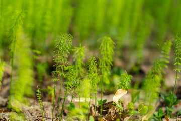 Young wood horsetail in the forest