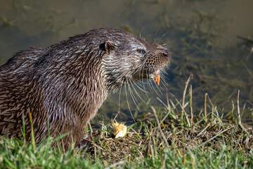 Eurasian Otter (Lutra lutra) in natural habitat