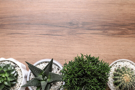 Different house plants in pots on wooden table, flat lay. Space for text.