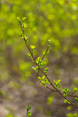 Young leaves of a bush in the forest