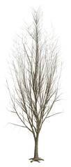 3D Rendering Chestnut Tree on White