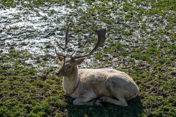 Fallow Deer (dama dama)