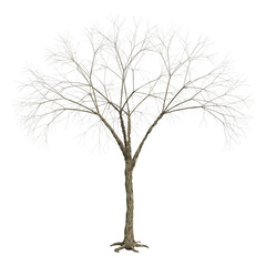 3D Illustration Chestnut Tree on White