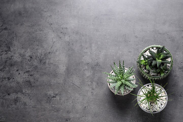 Beautiful Aloe, Haworthia and Nolina in pots on grey table, flat lay with space for text. Different house plants