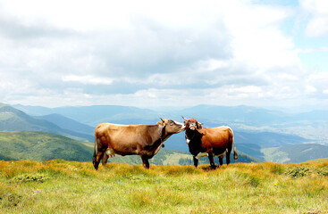 Fototapeta premium cow on the meadow mountain