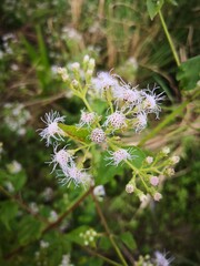 white Chromolaena odorata flower blooming in wild field