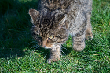 European Wildcat (felis silvestris silvestris)