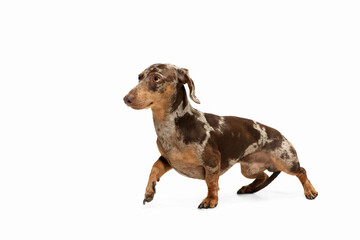 Cute puppy of Dachshund dog posing isolated over white background