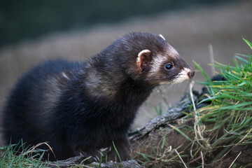 European Polecat (mustela putorius)