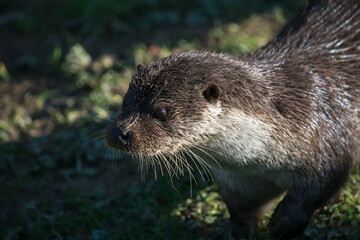 Fototapeta premium Eurasian Otter (Lutra lutra) in natural habitat