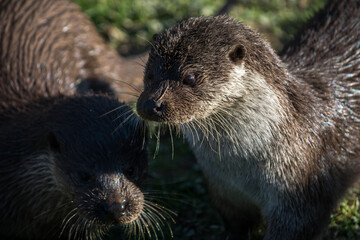 Eurasian Otter (Lutra lutra) in natural habitat