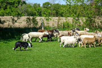 Obraz premium Border Collie herds sheep in field