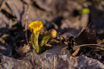 Coltsfoot flowers in the forest