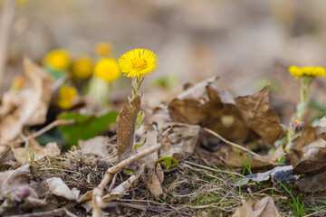 Coltsfoot flowers in the forest