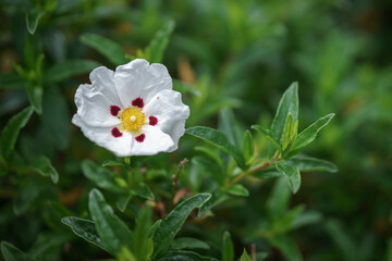 Fototapeta premium White Cistus (Lucitanica Decumbens) flowering in an English gard