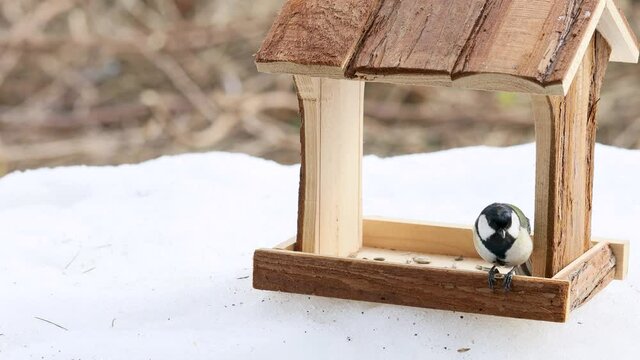 バードフィーダーでヒマワリを突いて食べるシジュウカラのメス　（環境音有り）