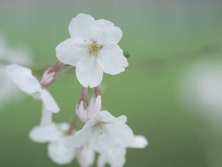 薄曇りの日の淡い桜の花　3月