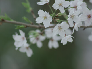 薄曇りの日の淡い桜の花　3月