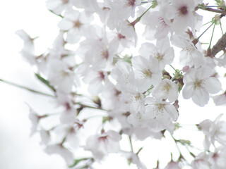 薄曇りの日の淡い桜の花　3月