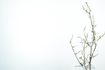 Tangle of hawthorn branches. White flowers on a white background. Copy space