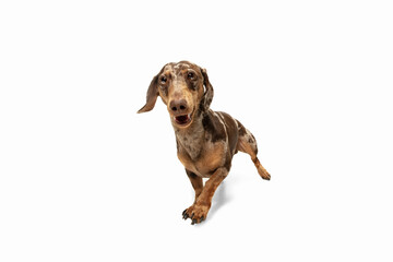 Cute puppy of Dachshund dog posing isolated over white background