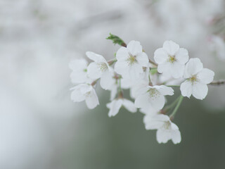 薄曇りの日の淡い桜の花　3月