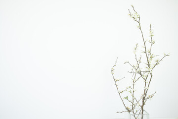 Tangle of hawthorn branches. White flowers on a white background. Copy space