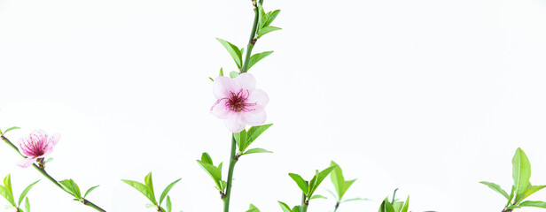 Twigs with green leaves and pink flowers on a white background. Copy space