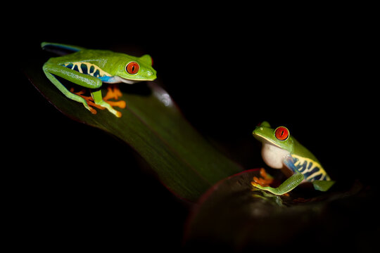 Two red eyed tree frogs resting on leafs in a night in costa rica © Elles Rijsdijk