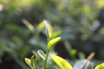 Obraz premium Green tea leaves in a tea plantation Closeup, Top of Green tea leaf in the morning