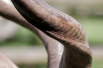 Greater Kudu (Tragelaphus strepsiceros)