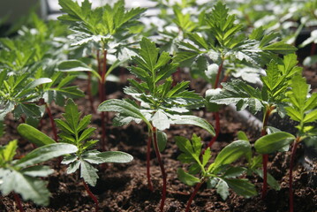 Young plants (seedlings) of marigolds. Selective focus.