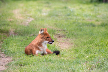 Dhole (Cuon alpinus) also called the Asiatic wild dog or Indian wild dog