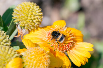  Bee feeding on a yellow Daisy Cultivated Flower