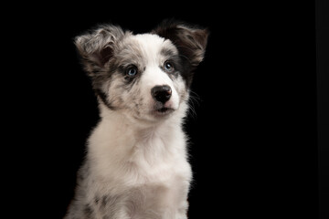 Portrait of a young border collie puppy looking up on a black background