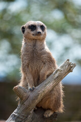 Meerkat or Suricate (Suricata suricatta) acting as a sentry for the group