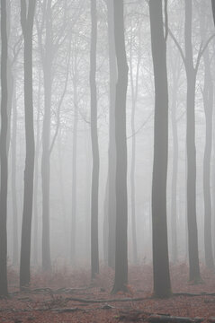 Forest With Trees In A Misty Forest In A Vertical Image