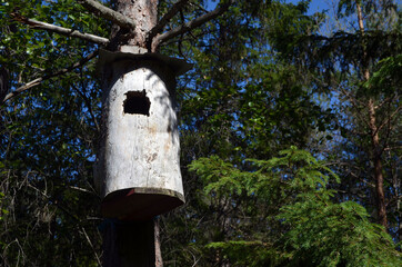 Forest on a summer day in Central Norway