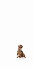Cute puppy of Dachshund dog posing isolated over white background