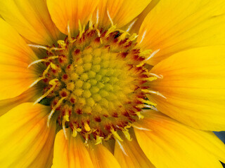 Yellow daisy flower