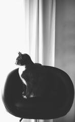 Cat in monochrome
