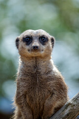 Meerkat or Suricate (Suricata suricatta)