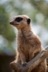 Meerkat or Suricate (Suricata suricatta)