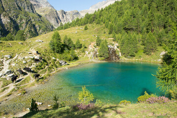 Fototapeta na wymiar Lac Bleu lake landscape with cows in Switzerland