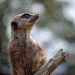 Meerkat or Suricate (Suricata suricatta)