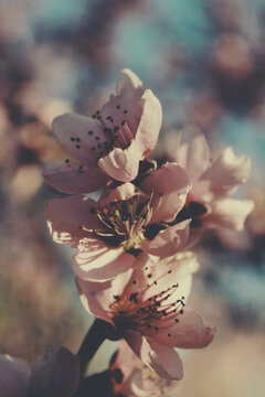 Vintage peach flower