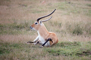 Naklejka na ściany i meble Red Lechwe Antelope (Kobus leche)
