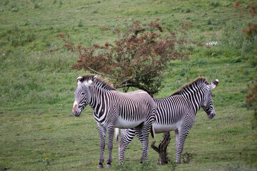 Obraz premium Grévy's zebra (Equus grevyi)