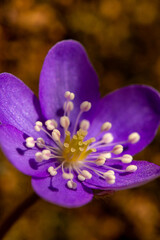 Hepatica flower in the forest, close up	