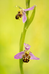 Blooming Bee orchid plant on a green background